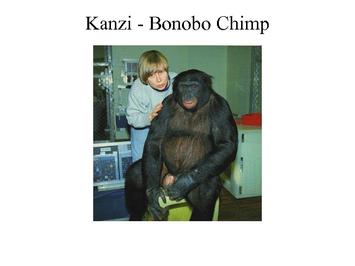 Kanzi - Bonobo Chimp 