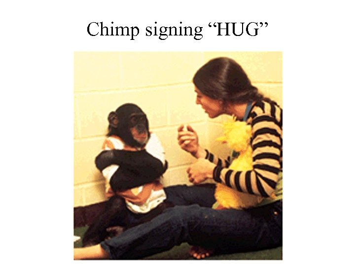 Chimp signing “HUG” 