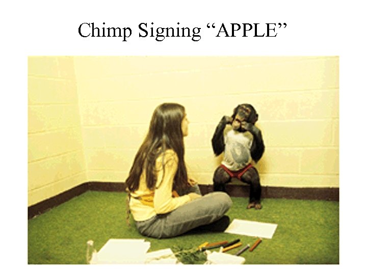 Chimp Signing “APPLE” 