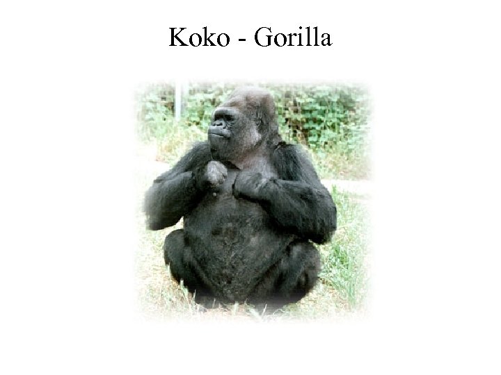 Koko - Gorilla 