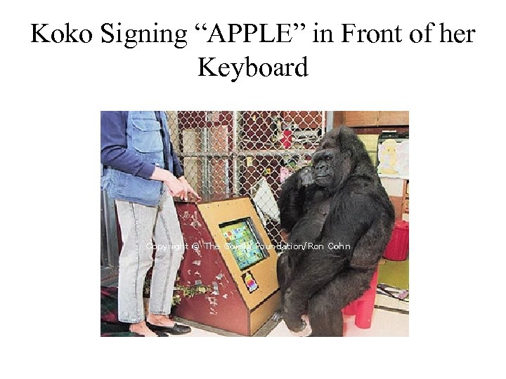 Koko Signing “APPLE” in Front of her Keyboard 