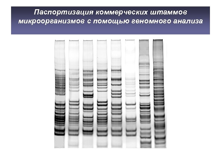 Паспортизация коммерческих штаммов микроорганизмов с помощью геномного анализа 