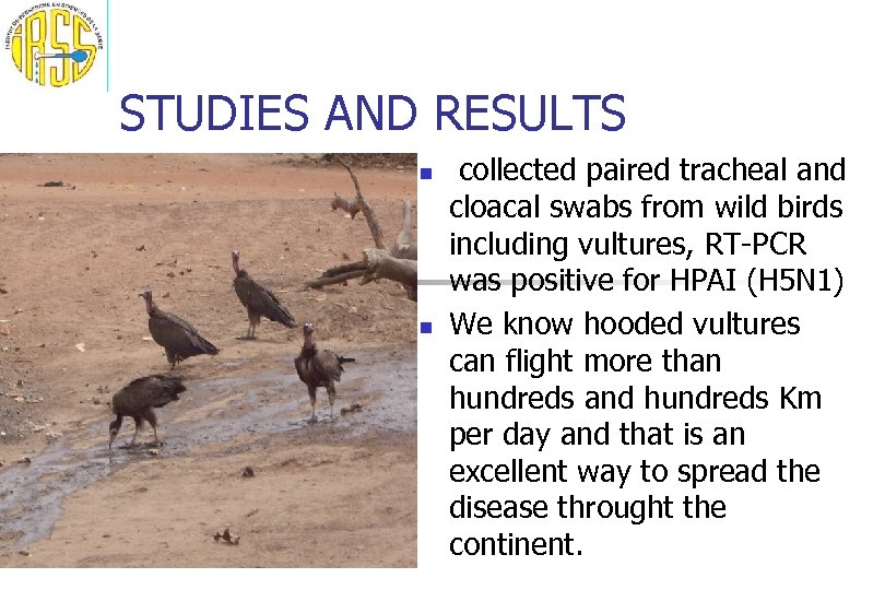 STUDIES AND RESULTS n n collected paired tracheal and cloacal swabs from wild birds