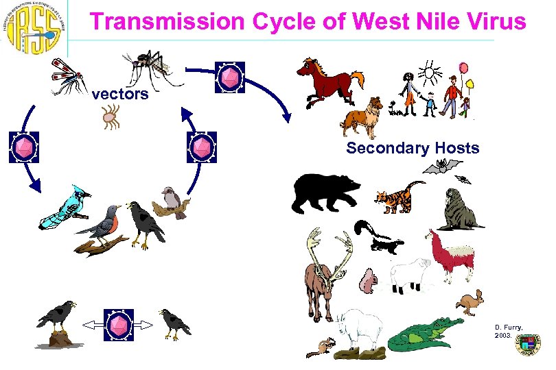 Transmission Cycle of West Nile Virus vectors Secondary Hosts D. Furry, 2003. 