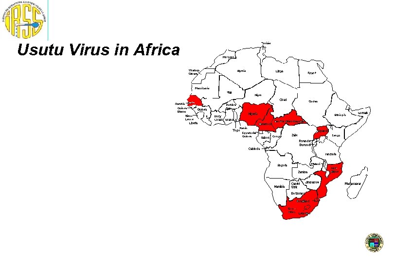 Usutu Virus in Africa 