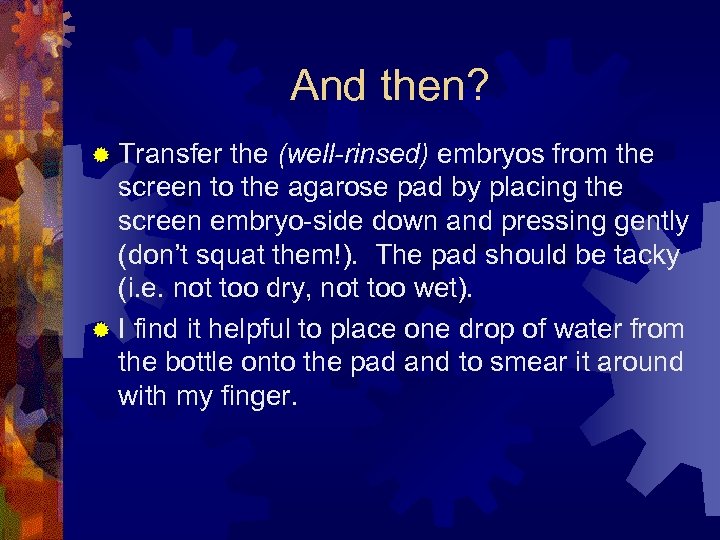 And then? ® Transfer the (well-rinsed) embryos from the screen to the agarose pad