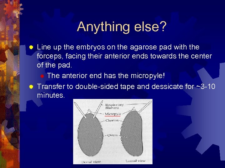 Anything else? Line up the embryos on the agarose pad with the forceps, facing