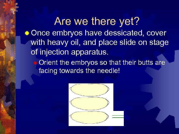 Are we there yet? ® Once embryos have dessicated, cover with heavy oil, and