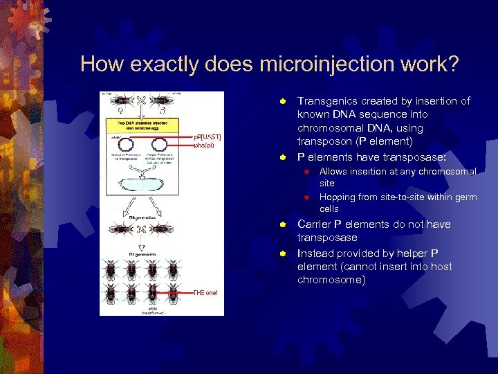 How exactly does microinjection work? Transgenics created by insertion of known DNA sequence into