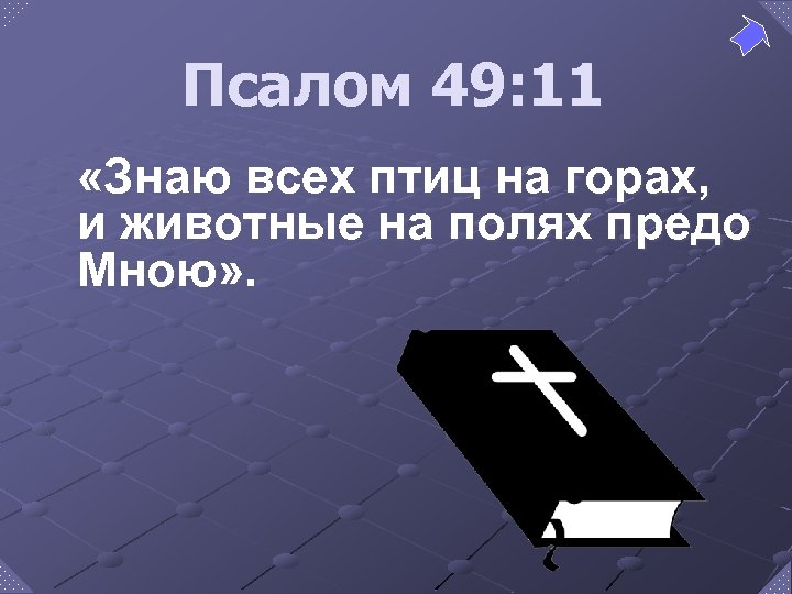 Псалом 49: 11 «Знаю всех птиц на горах, и животные на полях предо Мною»