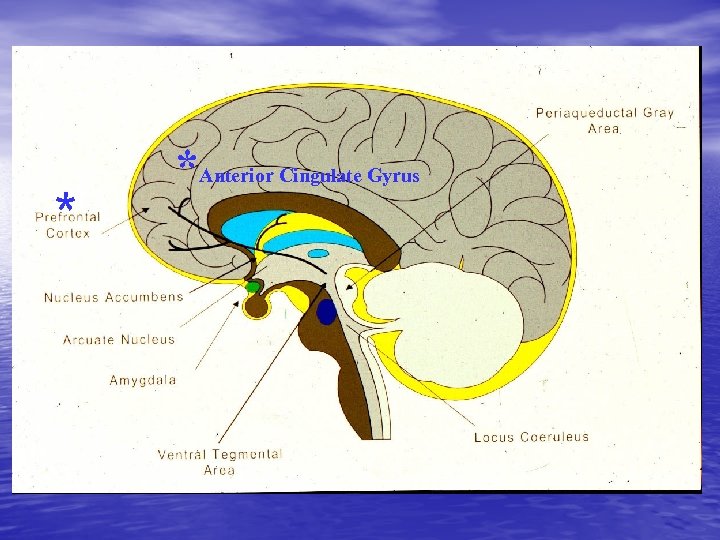 ** * *Anterior Cingulate Gyrus 