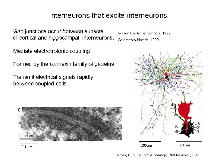 Interneurons that excite interneurons. Gap junctions occur between subsets of cortical and hippocampal interneurons.