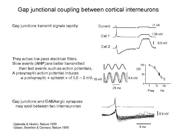 Gap junctional coupling between cortical interneurons Gap junctions transmit signals rapidly 1 n. A