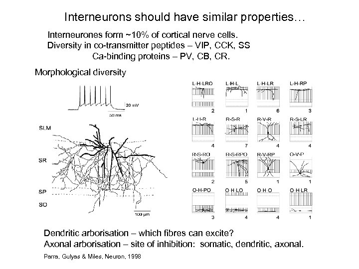 Interneurons should have similar properties… Interneurones form ~10% of cortical nerve cells. Diversity in