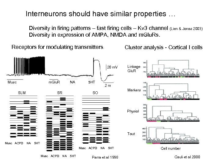 Interneurons should have similar properties … Diversity in firing patterns – fast firing cells