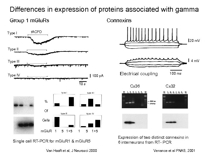 Differences in expression of proteins associated with gamma Group 1 m. Glu. Rs Type