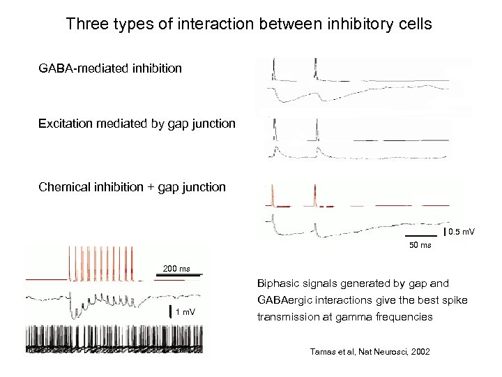 Three types of interaction between inhibitory cells GABA-mediated inhibition Excitation mediated by gap junction