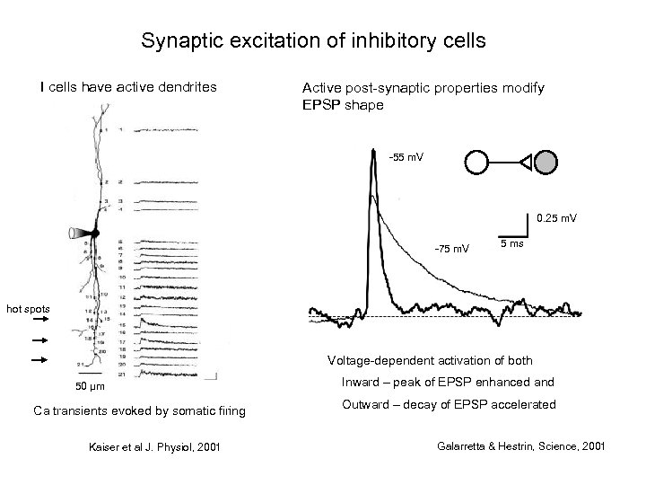 Synaptic excitation of inhibitory cells I cells have active dendrites Active post-synaptic properties modify