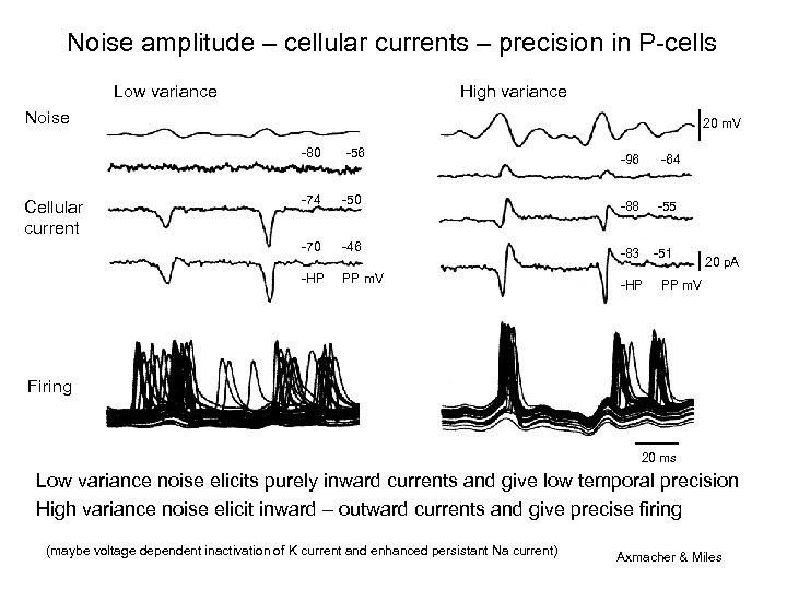 Noise amplitude – cellular currents – precision in P-cells Low variance High variance Noise