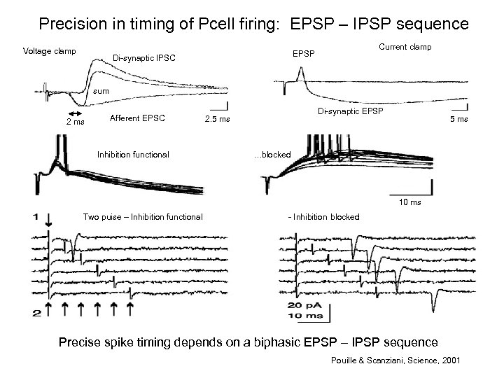 Precision in timing of Pcell firing: EPSP – IPSP sequence Voltage clamp Current clamp