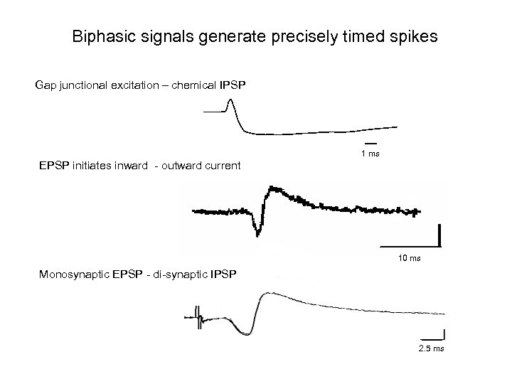 Biphasic signals generate precisely timed spikes Gap junctional excitation – chemical IPSP 1 ms