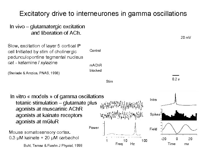 Excitatory drive to interneurones in gamma oscillations In vivo – glutamatergic excitation and liberation