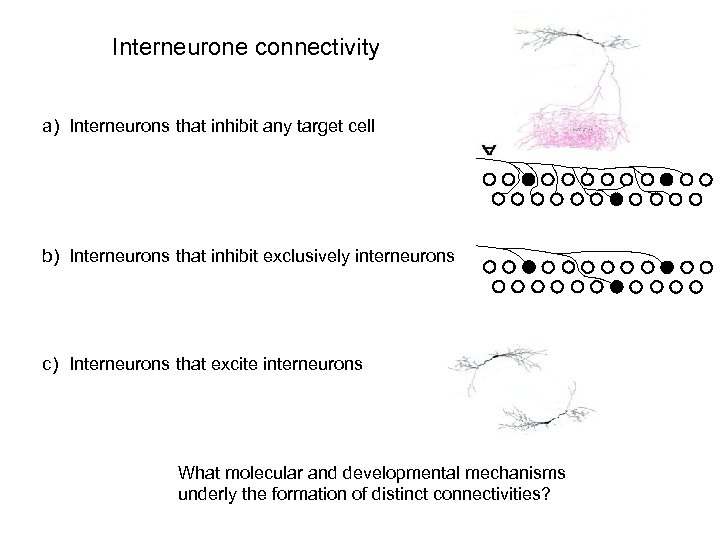 Interneurone connectivity a) Interneurons that inhibit any target cell b) Interneurons that inhibit exclusively