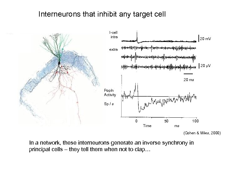 Interneurons that inhibit any target cell I-cell intra 20 m. V extra 20 µV