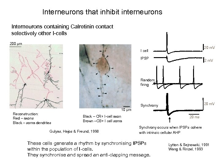 Interneurons that inhibit interneurons Interneurons containing Calretinin contact selectively other I-cells 200 µm 20