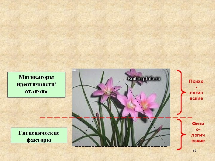 Мотиваторы идентичности/ отличия Гигиенические факторы Психо логич еские Физи ологич еские 31 