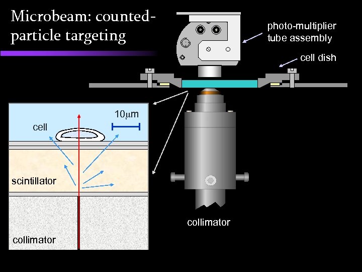Microbeam: countedparticle targeting photo-multiplier tube assembly cell dish 10 m cell 3 m Mylar