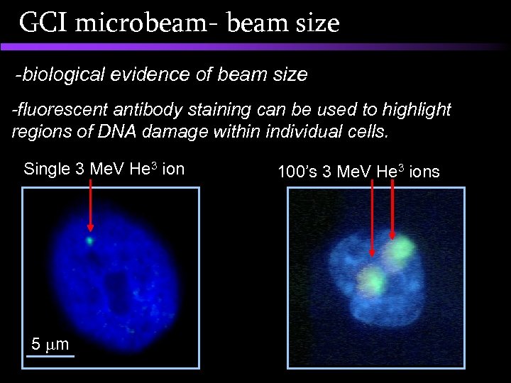 GCI microbeam- beam size -biological evidence of beam size -fluorescent antibody staining can be