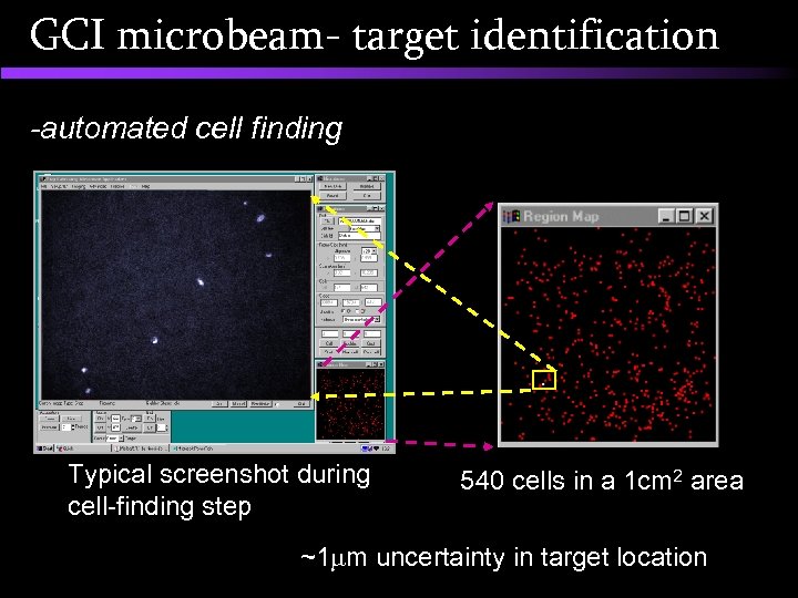 GCI microbeam- target identification -automated cell finding Typical screenshot during cell-finding step 540 cells