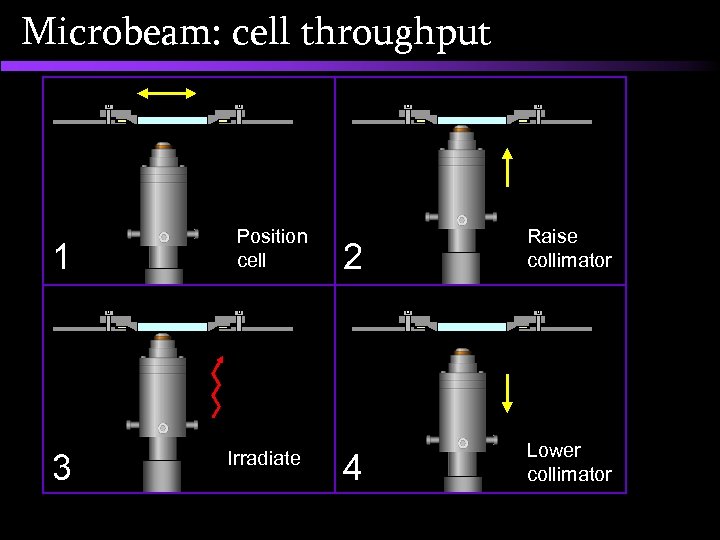 Microbeam: cell throughput 1 3 Position cell Irradiate 2 Raise collimator 4 Lower collimator