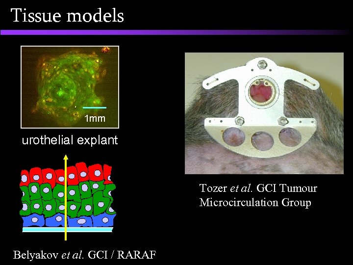 Tissue models 1 mm urothelial explant Tozer et al. GCI Tumour Microcirculation Group Belyakov