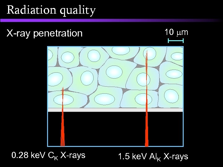 Radiation quality 10 m X-ray penetration 0. 28 ke. V CK X-rays 1. 5