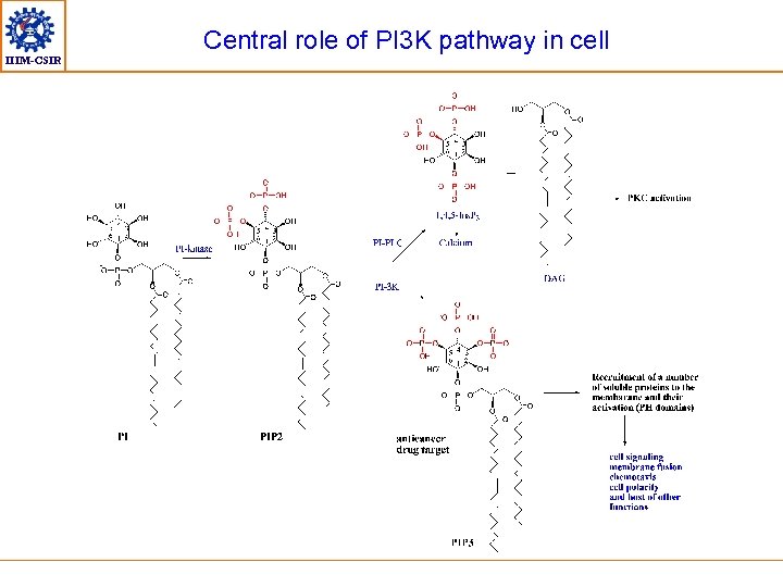 IIIM-CSIR Central role of PI 3 K pathway in cell 