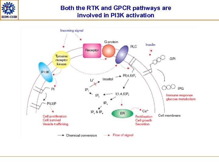IIIM-CSIR Both the RTK and GPCR pathways are involved in PI 3 K activation
