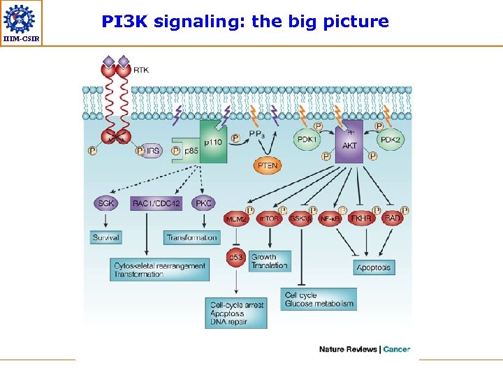 PI 3 K signaling: the big picture IIIM-CSIR 