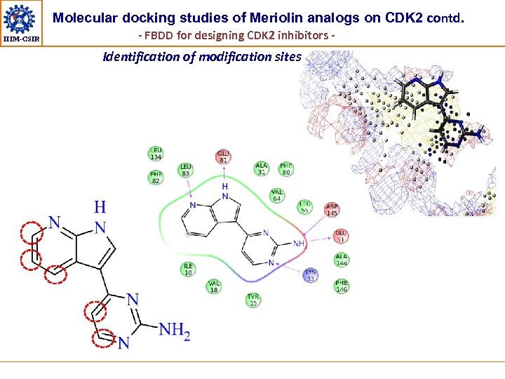 Molecular docking studies of Meriolin analogs on CDK 2 contd. IIIM-CSIR - FBDD for