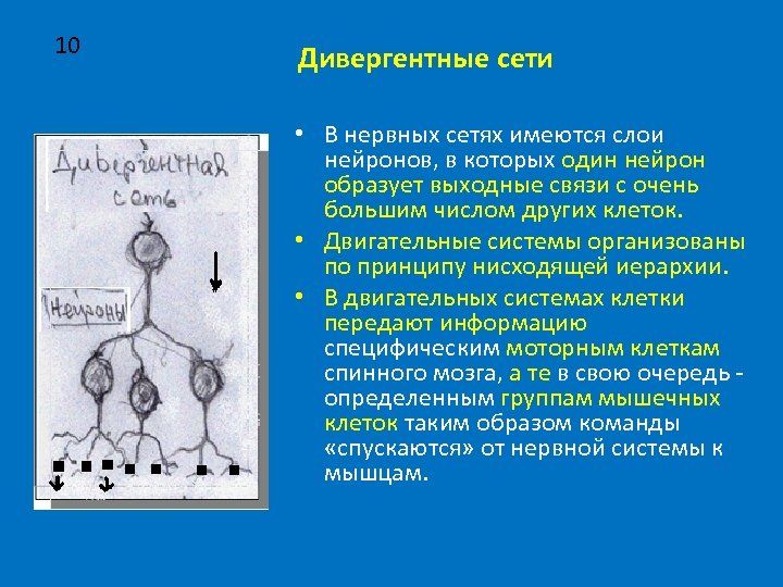 Дивергентный тип. Дивергентные сети. Дивергентные сети нейронов. Иерархические сети физиология. Дивергентные сети физиология.