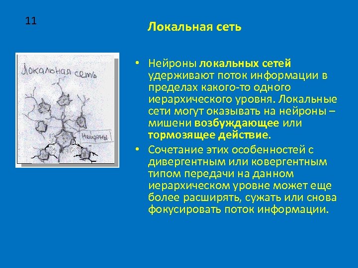 11 Локальная сеть • Нейроны локальных сетей удерживают поток информации в пределах какого-то одного