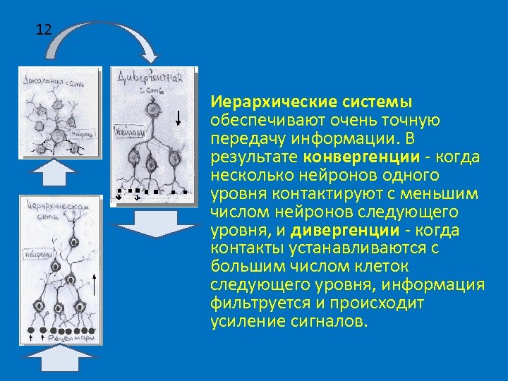 12 • Иерархические системы обеспечивают очень точную передачу информации. В результате конвергенции - когда