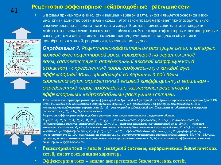 41 Рецепторно-эффекторные нейроподобные растущие сети • Базовым принципом физиологии высшей нервной деятельности является основной
