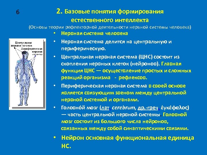 6 2. Базовые понятия формирования естественного интеллекта (Основы теории рефлекторной деятельности нервной системы человека)
