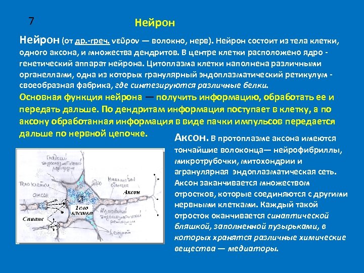 7 Нейрон (от др. -греч. νεῦρον — волокно, нерв). Нейрон состоит из тела клетки,