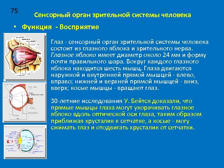 75 Сенсорный орган зрительной системы человека • Функция - Восприятие Глаз - сенсорный орган