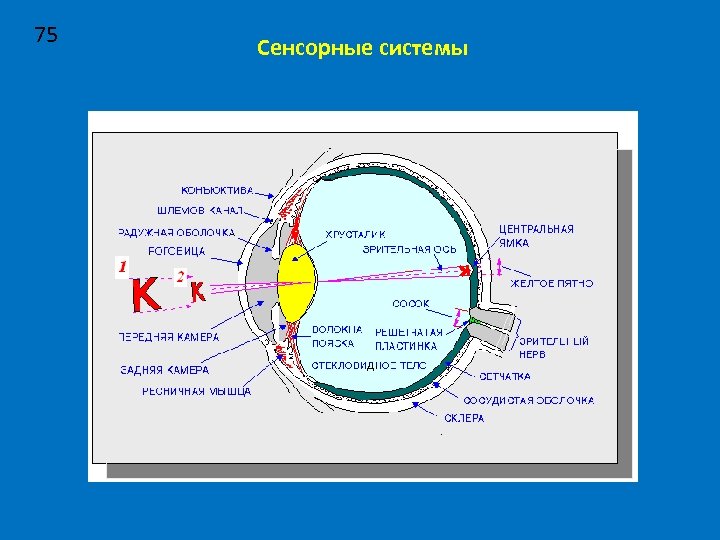 75 Сенсорные системы 