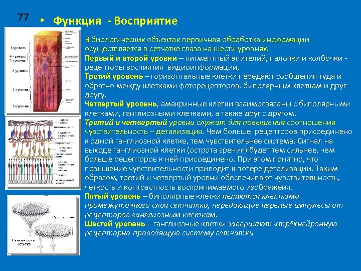 77 • Функция - Восприятие В биологических объектах первичная обработка информации осуществляется в сетчатке