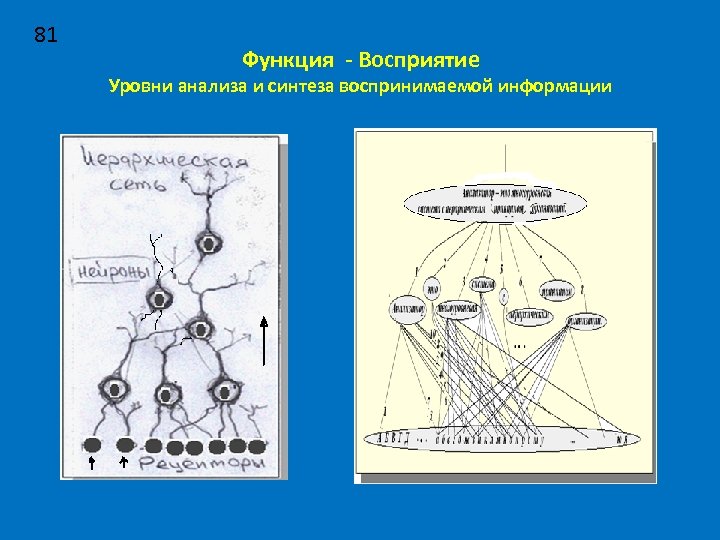 81 Функция - Восприятие Уровни анализа и синтеза воспринимаемой информации 